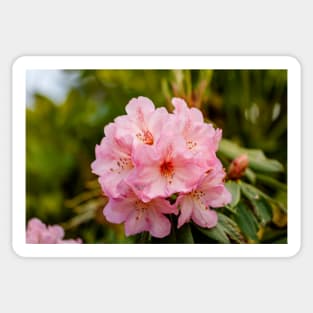 Pink rhododendron flowers Sticker